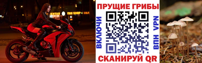 Галлюциногенные грибы Psilocybe  Алатырь 